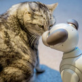 【レビュー】SONYの犬型ロボット「aibo（アイボ）」とネコを遊ばせてみた！
