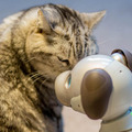 【レビュー】SONYの犬型ロボット「aibo（アイボ）」とネコを遊ばせてみた！