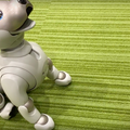 【アイボとあそぶ vol.2】シャープ「ロボホン」の言うことを聞くソニー「aibo」