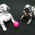 【アイボとあそぶ vol.3】新型aibo、初代AIBOに出会う
