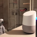 鳥さん、アマゾンエコーを使いこなす　なんだか未来