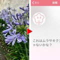 【花の名前教えて】写真を送信するとAIが花の名前と花言葉を教えてくれるアプリ「FLOWERY」、３万ダウンロードを突破