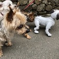 【aiboと散歩vol.2】ぶっちゃけ犬型ロボットって、外国人に受け入れられるの？