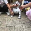 【aiboと散歩vol.3】子供にペットにするなら「犬かロボット」どちらがいいか聞いてみた！