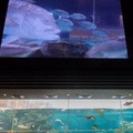 今度は大水槽にドローン！須磨海浜水族園とソフトバンクC&Sが「夏だ！ スマスイ！ 水中ドローン！！～さかな目線の大水槽～」を開催
