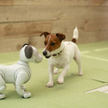 犬型ロボット「aibo」、本物の犬から仲間として認識　ソニーが実験