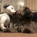 犬型ロボット「aibo」、本物の犬から仲間として認識　ソニーが実験