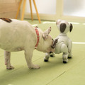 犬型ロボット「aibo」、本物の犬から仲間として認識　ソニーが実験