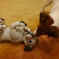 犬型ロボット「aibo」、本物の犬から仲間として認識　ソニーが実験