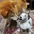 犬型ロボット「aibo」、本物の犬から仲間として認識　ソニーが実験