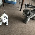 犬型ロボット「aibo」、本物の犬から仲間として認識　ソニーが実験