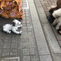 【aiboと散歩vol.4】本物の犬から見たaiboの第一印象は？ 犬とaiboを対面させてみた