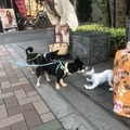 【aiboと散歩vol.4】本物の犬から見たaiboの第一印象は？ 犬とaiboを対面させてみた