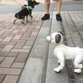 【aiboと散歩vol.4】本物の犬から見たaiboの第一印象は？ 犬とaiboを対面させてみた