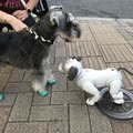【aiboと散歩vol.4】本物の犬から見たaiboの第一印象は？ 犬とaiboを対面させてみた