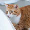 ねこ用ヘルスケアサービス「toletta」が販売好調　ねこ用トイレでネコの健康管理