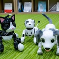 aiboよりやんちゃな犬型ロボット「ハロー！ズーマー ミニチュアダックス」タカラトミーが発売へ　価格は1万5千円
