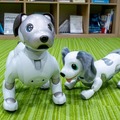 aiboよりやんちゃな犬型ロボット「ハロー！ズーマー ミニチュアダックス」タカラトミーが発売へ　価格は1万5千円