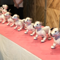 10体のaiboがお祝いダンス！ バラバラだけど可愛い　「GINZA PLACE」2周年記念企画