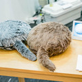ロボットたくさん！「CEATEC JAPAN 2018」フォトレポート！ by ロボスタカメラ部