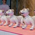 「aibo」で長期療養の子供に癒しを　ソニーと国立成育医療研究センターが効果検証へ