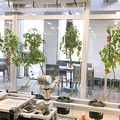 トマトを自動で収穫する農業用ロボットに自律搬送ロボット、次世代アクチュエータ製品を市場投入！スマートロボティクスに聞く