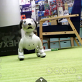 aiboと出会ったクモ型ロボット「HEXA」【レビューその2・スマホアプリで遊ぼう】