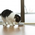 ついに猫のためのGoogleアシスタント対応アプリが登場！「ねこまねき」