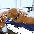 動きが超リアル！ 犬型ペットロボット「Tombot Puppy」がKickstarterに登場
