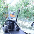 AI×自動走行型アームロボット「トマト自動収穫ロボット」の実証実験をビニールハウスで開始　スマートロボティクス
