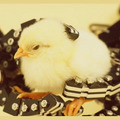 <p><a href=
