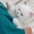<p><a href=