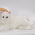 シニア向け猫型ペットロボット「あまえんぼうねこちゃん」2月22日より販売開始