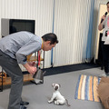 aiboがロボット掃除機やブラビア、セコムとAPI連携するとどんなことができる? ソニーが少し未来っぽい生活をデモ公開