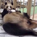 新型コロナ対策で遊びに行けない障害支援施設の子供達へVR動物園を配信　ジョリーグッドとアドベンチャーワールドが無償提供