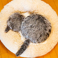 「Petit Qoobo」(プチ・クーボ)が我が家にやってきた　小さな鼓動を感じる生命感！「Alexaと即興コラボ」してみた【レビュー】