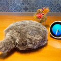 「Petit Qoobo」(プチ・クーボ)が我が家にやってきた　小さな鼓動を感じる生命感！「Alexaと即興コラボ」してみた【レビュー】