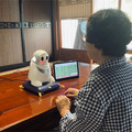 NEC 滋賀県長浜市の実証実験に「みまもり パペロ」を提供 独居高齢者を見守り、健康で楽しい生活をサポート
