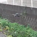 河川護岸の劣化点検にドローンを活用 GPSなしでも自律飛行が可能 空撮画像はAIが解析、自律制御システム研究所らが成果を発表