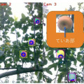 自律式の果実収穫AIロボットのプロトタイプを発表　人とほぼ同じ速さでリンゴなど果実を収穫　農研機構/デンソー/立命館が開発