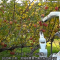 自律式の果実収穫AIロボットのプロトタイプを発表　人とほぼ同じ速さでリンゴなど果実を収穫　農研機構/デンソー/立命館が開発