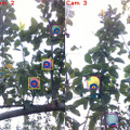 自律式の果実収穫AIロボットのプロトタイプを発表　人とほぼ同じ速さでリンゴなど果実を収穫　農研機構/デンソー/立命館が開発