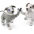 【速報】ソニーのペットロボット「aibo」2021年の限定バージョンは「黒ごま エディション」4色から選べる瞳がチャームポイント