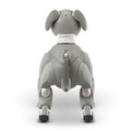【速報】ソニーのペットロボット「aibo」2021年の限定バージョンは「黒ごま エディション」4色から選べる瞳がチャームポイント