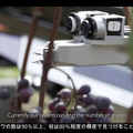 ヤマハ発動機が「ぶどう収穫AGV」の動画を公開　長野県で無人の農業向け自動運転車両の開発が進む　90%の精度で検出
