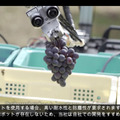 ヤマハ発動機が「ぶどう収穫AGV」の動画を公開　長野県で無人の農業向け自動運転車両の開発が進む　90%の精度で検出