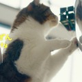 NTTドコモの猫型ドローン「にゃろーん」動画を公開　猫心をつかんで離さない技術と魅力を解説　#猫の日