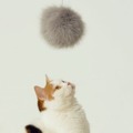 NTTドコモの猫型ドローン「にゃろーん」動画を公開　猫心をつかんで離さない技術と魅力を解説　#猫の日