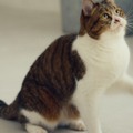 NTTドコモの猫型ドローン「にゃろーん」動画を公開　猫心をつかんで離さない技術と魅力を解説　#猫の日