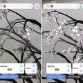 ARで目の前に桜の木が出現!いつでもどこでもお花見 ウェザーニューズ『さくらAR』